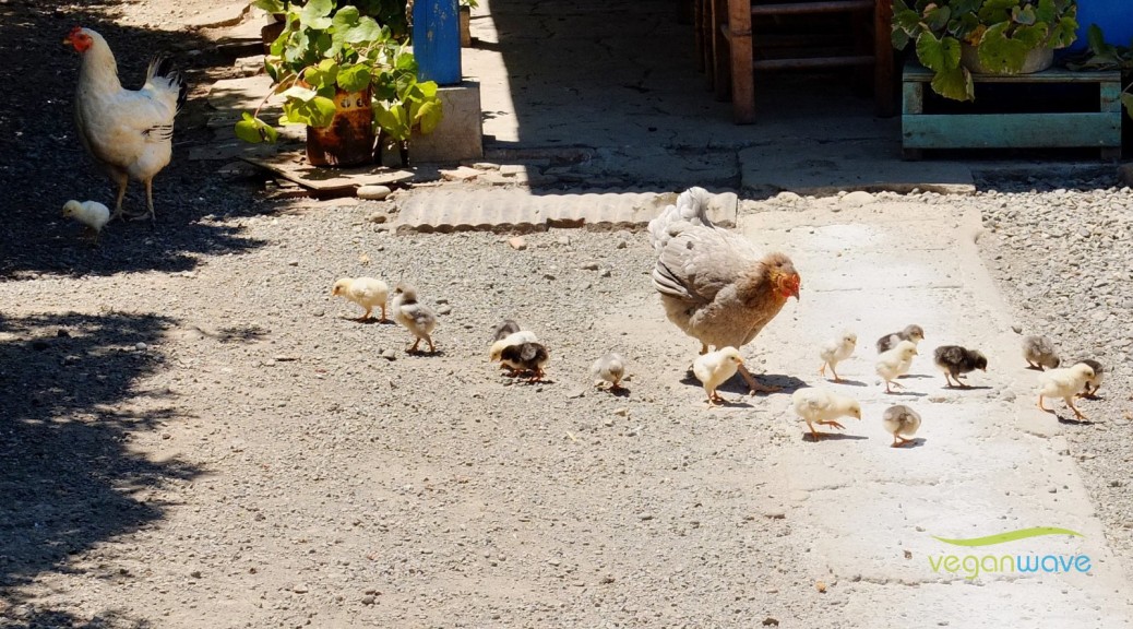 Rettet das Huhn