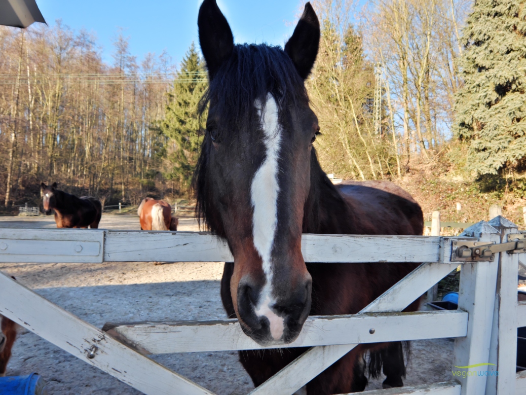 Tierschutzhof im Ruhrtal