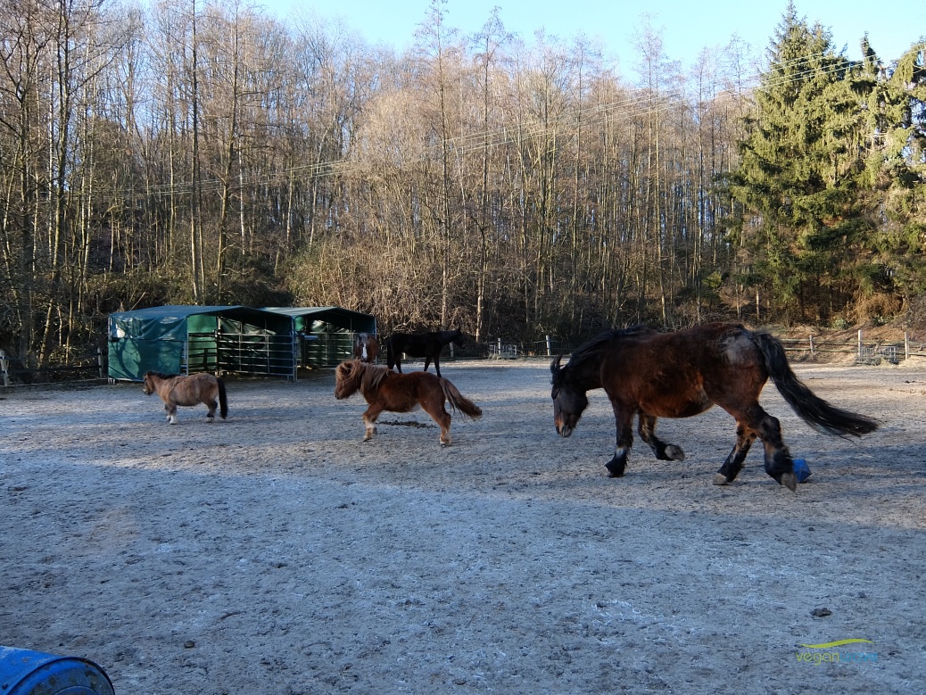 Tierschutzhof im Ruhrtal